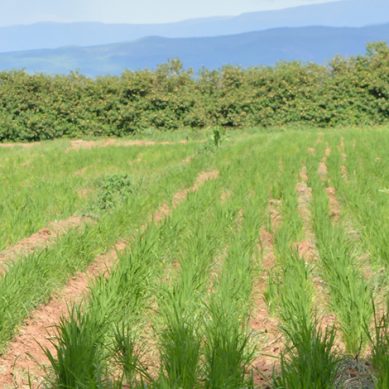 Food security: Arid Baringo has high potential for irrigated farming