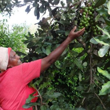 Farmers in central Kenya decry AFA ban on macadamia