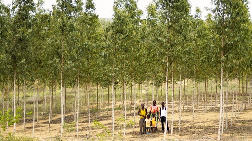 Farmers at Kenyan coast take tree farming to supply raw material to new factory