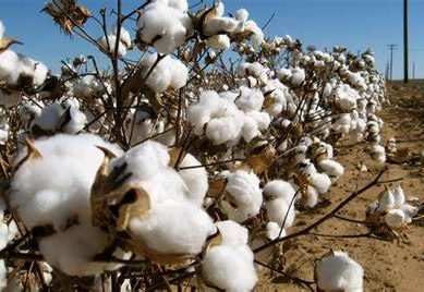 Kenya adopts genetically modified cotton for western regions
