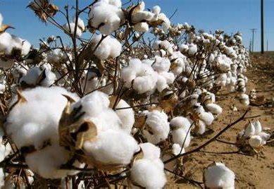 Kenya’s cotton industry on the rebound