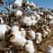 Kenya’s cotton industry on the rebound