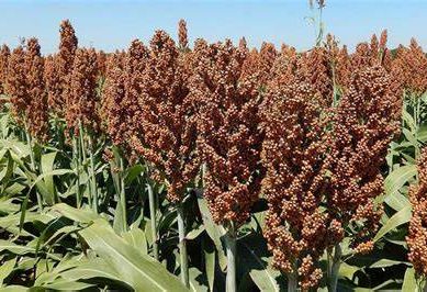 Long orphaned, sorghum farming finds a new home in economy