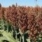Long orphaned, sorghum farming finds a new home in economy