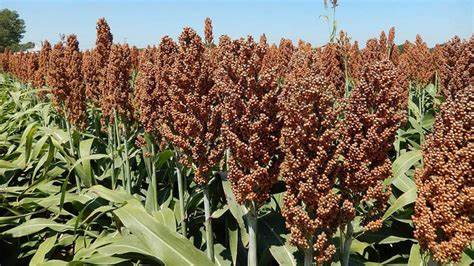 Long orphaned, sorghum farming finds a new home in economy