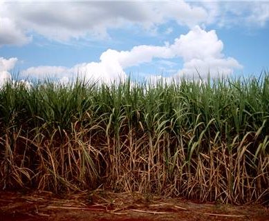 Sugarcane farming runs out sweetness in western Kenya