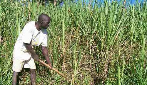 Sugarcane farming no longer sweet