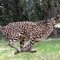 African cheetah population faces serious threats from Asian traders