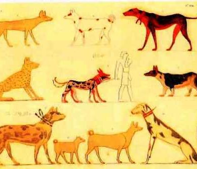 Ancient dog DNA reveals 11,000 years of canine evolution