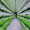 Ambitious Abu Dhabi to build world’s largest indoor farm