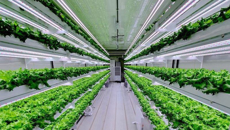 Ambitious Abu Dhabi to build world’s largest indoor farm
