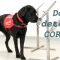 Scientists say dogs can detect coronavirus