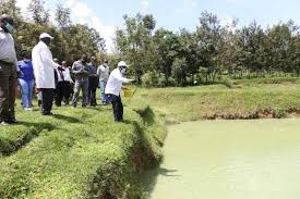 Kenya: Kakamega on cusp of commercial fish farming as arable land shrinks