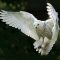 How stealthy owls inspired the design of silent flights