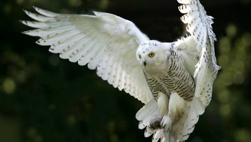 How stealthy owls inspired the design of silent flights