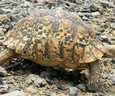 Illicit foreign markets driving up theft of eastern Africa tortoises, turtles