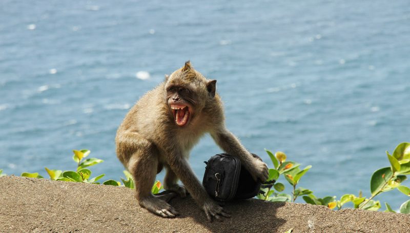 Bali’s extortionist monkeys can spot high-value items, then ‘demand’ ransom