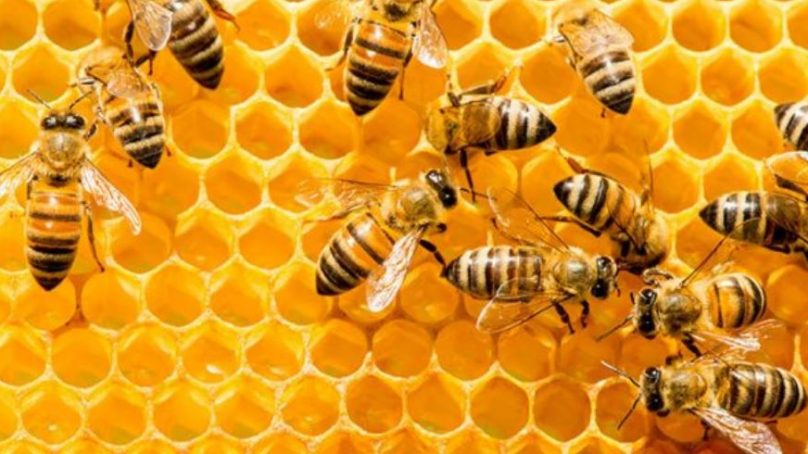 Honey laundering is one of the mega food trades in the world today