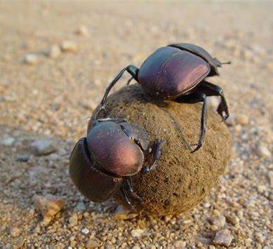 Ancient Egyptians believed dung beetles controlled the movement of the sun