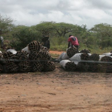 Grey market: Incentive to produce charcoal illicitly or legally set to rise in Kenya
