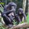 Scientists awed after bonobos in Congo Forest adopt infants outside their group