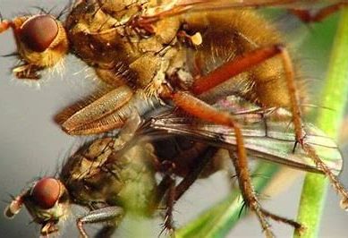 Promiscuity: Insects, birds are as fiercely protective and jealous as humans