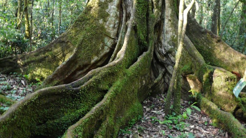 Sorry state of reforestation: ‘The harvest is plentiful, but the labourers are few’