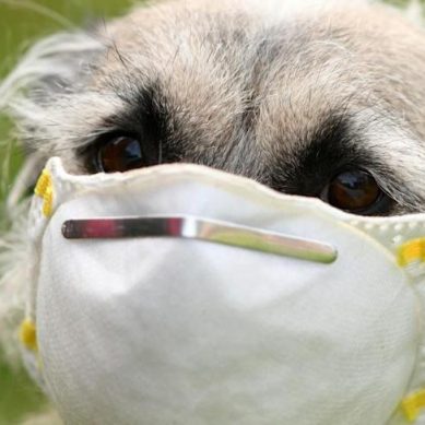 New pneumonia-causing coronavirus traced to dogs discovered in patients in Malaysia