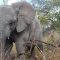 Six orphaned Zimbabwean elephant calves on verge of being released into the wild