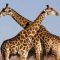 Why giraffes and some long-necked animals don’t develop hypertension