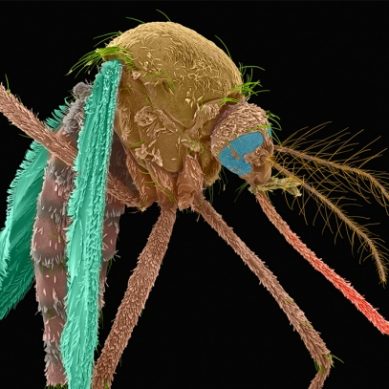 First genetically modified mosquitoes released into open air in Florida, US