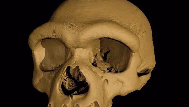 Mysterious skull fossils found in Israel expand human family tree, but questions remain