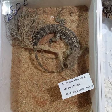How reptile traffickers scour wildlife reports for ‘new’ species, rake in profits