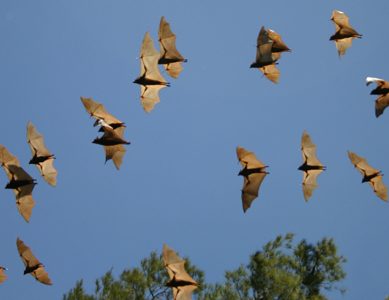 Scientists probe immune systems of bats to fathom how they host lethal viruses