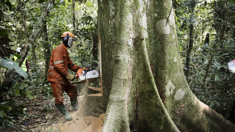 Massive tree projects must address scientific, political, social and economic concerns – experts