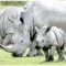 Kenya registers rapid increase in rhino population despite ravages of Covid