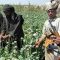 US army exit from Afghanistan sets stage for Taliban warlords to scramble for drug profits and power