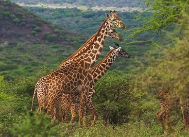 IFAW secures 30,000 acres in environmental easement deal with landowners in Amboseli ecosystem