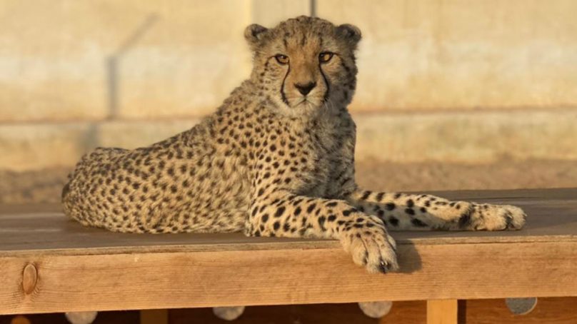 Demand for exotic pets and human-wildlife conflict driving cheetah numbers in eastern Africa to extinction