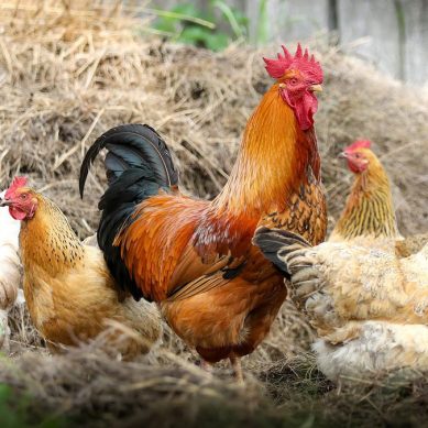 Salmonella: Beware, $365m danger lurks in that chicken and egg you ravenously eat