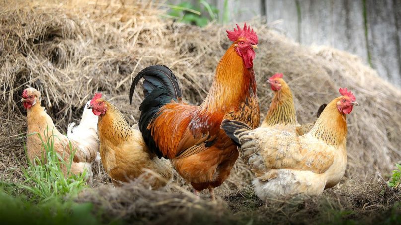 Salmonella: Beware, $365m danger lurks in that chicken and egg you ravenously eat