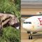 Ethiopian Airlines comes under scathing criticism as key perpetrator of illicit and cruel global wildlife trade