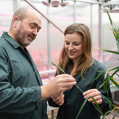 Food securityGene-edited wheat cleared for first field trial in the United Kingdom