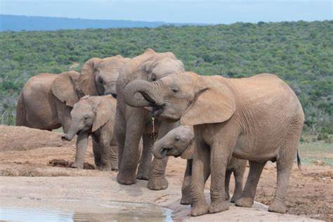 How ivory trading to finance civil wars led to evolution of tuskless herds of elephants in Africa