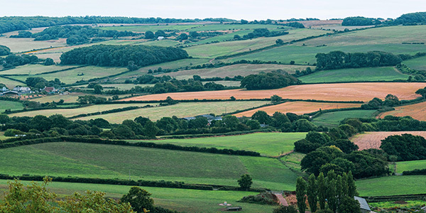Hedgerows may be as British as fish and chips, but in the lie some answers to climate crisis