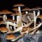Study confirms ‘magic mushrooms’ are effective therapy for treatment-resistant depression, hallucinations