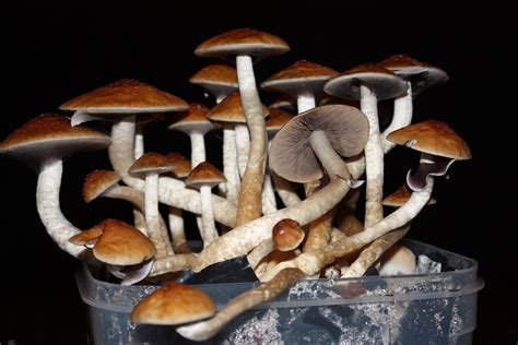 Study confirms ‘magic mushrooms’ are effective therapy for treatment-resistant depression, hallucinations