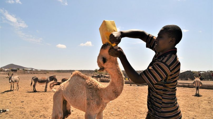 For Kenya’s pastoralists climate crisis hurt them and their livestock, ranches are killing their economy