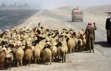 Financially hamstrung ISIS launch waves of bloody campaigns to steal sheep in northern Syria