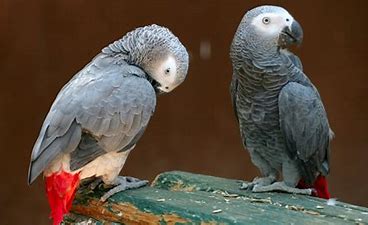 Kenya wildlife minister’s love for African grey parrots goads him to issue ultimatum to keepers to obtain permits